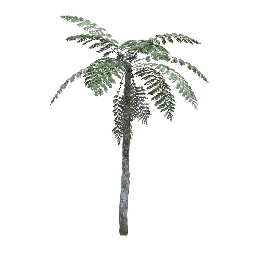 Pteridophyta - Fern